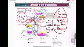 Portosystem Anatomoses  Gastroenterology [upl. by Borgeson]