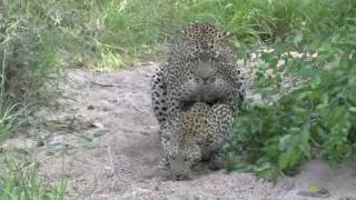 Leopard mating [upl. by Naud]