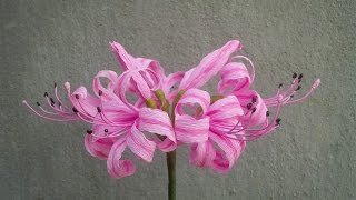 ABC TV  How To Make Nerine Lily Paper Flowers From Crepe Paper  Craft Tutorial [upl. by Morse742]