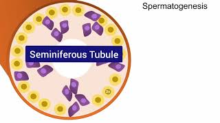 Spermatogenesis Animation [upl. by Yelsehc]