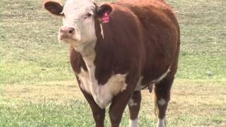 The American Hereford Association [upl. by Nilla]