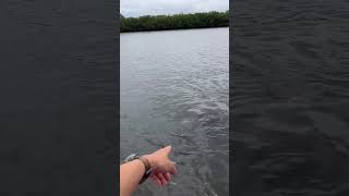 Manatee friends are finally starting to return to Fort Pierce ✅😎🔥 [upl. by Carberry]