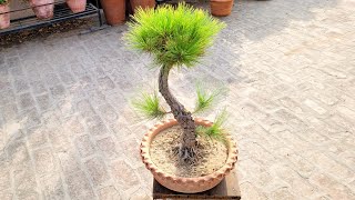 Pine Tree care tips shampysgarden चीड़ के पौधे की देखभाल कैसे करें [upl. by Llerrehc]