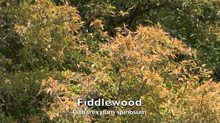 Fiddlewood Tree [upl. by Starling]