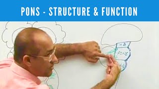 Pons  Structure and Function  Neuroanatomy [upl. by Rehm228]