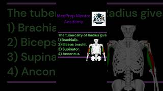 ANATOMY  UPPER EXTREMITIES MCQ No7 bhms bams mbbs bscnursing first year exam Bicepsbrachii [upl. by Gracia469]