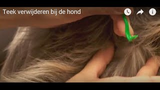 Teek verwijderen bij de hond [upl. by Nairrad]