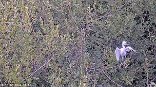 Heronry Livestream [upl. by Ayhay925]