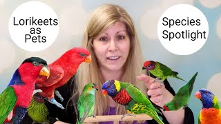 Lories and Lorikeets as Pets Species Spotlight [upl. by Muhan]