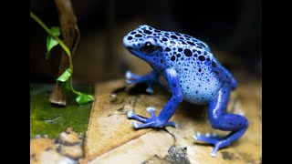 Dendrobates Tinctorius Azureus calling and Courting [upl. by Meador538]