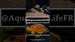 ocellatus gold ciclid aquarium fish fishtank youtube shorts new clip fr tiktok viral [upl. by Serdna583]