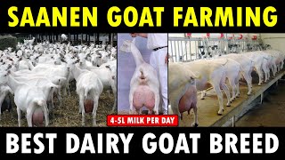 Saanen Goat Farming  Best Dairy Goat Breed  Best goat breed for Milk [upl. by Vig]