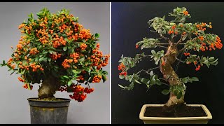 Blooming firethorn bonsai pyracantha with berries Timelapse styling English subtitles [upl. by Yerffeg562]