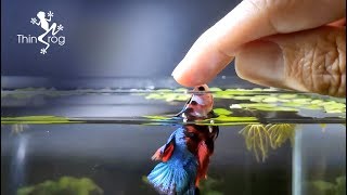 Betta Fish Male VS Female in High Jump [upl. by Abigael]