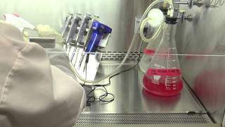 Cell Culture Basics 16 Cleaning the aspirating tube once done with cell culture [upl. by Seni]