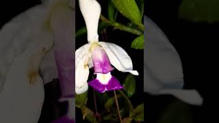 Cattleya Violácea var semi alba Caerulea [upl. by Kwapong882]