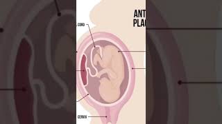 Anterior placenta in tamilanterior placenta means which baby bornwhat is placenta in tamil [upl. by Neddy]