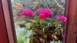 Bringing Geraniums indoors for winter [upl. by Anilorak]