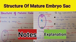 Structure of mature embryo sac  structure of mature embryo sac class 12  structure of embryo sac [upl. by Tiphane]