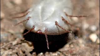 stock footage dog tick haemaphysalis longicornis lying on its back trying to stand back on its feet [upl. by Blayne268]