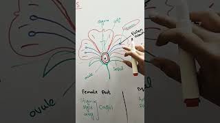 Angeosperm class 11 biology Angeospermae FlowerofangeospermEmaanLearning [upl. by Earesed]