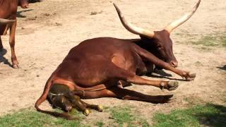 Planckendael Zoo  geboorte van een Watoessirund baby 22072014 [upl. by Lledner]