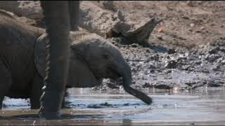 Disneynatures Elephant  Pool Party [upl. by Maite229]