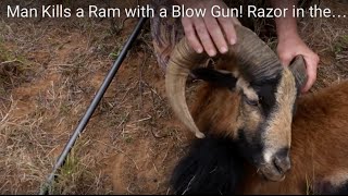 Man Kills a Ram with a Blow Gun Razor in the Heart [upl. by Spada]