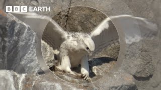 A Baby Falcons First Flight  Animal Babies  BBC Earth [upl. by Naliorf]