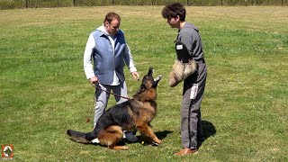 Exclusive Protection Dog Under Control  Kraftwerk K9 German Shepherds [upl. by Richy407]