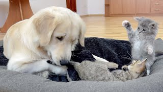 Golden Retrievers Reaction to Tiny Kittens Occupying his Bed [upl. by Ahsa]