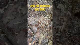 Termites vs Ants Who wins ants antscanada termite termites insects insect bughunt bugs [upl. by Nahtanha]