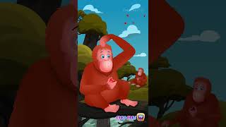 The Orangutan Song  Animal Songs Shorts ChuChuTV savetheorangutan KidsSongs LearningSongs [upl. by Lexa]