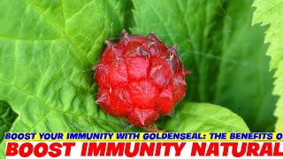 Boost Your Immunity with Goldenseal The Benefits of Berberine [upl. by Mailliwnhoj]