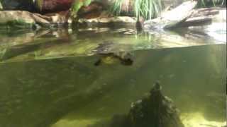 Platypus Southern Rivers Sydney Aquarium [upl. by Onairpic]