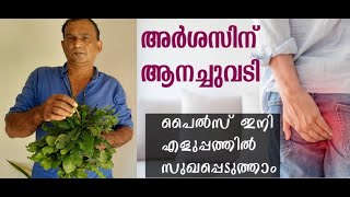 Anachuvadi plant in malayalam  ആനച്ചുവടി  ELEPHANTOPUS SCABER  remedies for piles  Anachuvadi [upl. by Aros27]