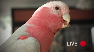 Live Video With My Galah  Bandit Boy Talking [upl. by Hallimaj]