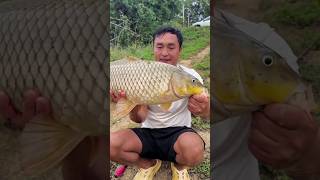 Giant Carp Fishing with Corn Bait [upl. by Aihsila919]