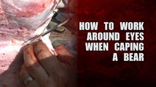 How to work around eyes when caping a bear [upl. by Calvin]