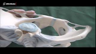 Sacroiliac pubic symphysial and hip joints [upl. by Alauqahs]