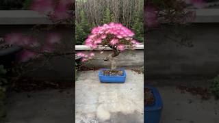 Bonsai de Calliandra Primavera 2024 musica calmdown bonsai pot plantas nature [upl. by Annairoc]