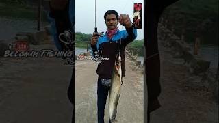 Wallago attu patan FishingBallo masemari Boal machali pakadna fishing shorts Fishing video [upl. by Marucci]