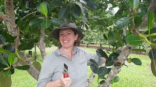 Jackfruit tree shaping method amp management [upl. by Ernaldus]