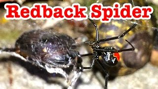 Redback Spider Amazing Killer Invades Tokyo Japan セアカゴケグモ [upl. by Anuska531]