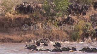 Das große Gnu Spektakel am Mara River  The great wildebeest spectacle in Kenya [upl. by Pelson]