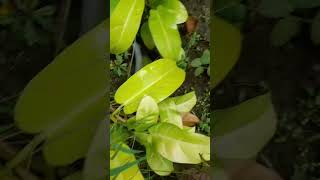 philodendron lemonvine beatutiful plants [upl. by Cordell]