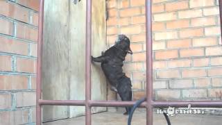 perro regaña como un humano exigiendo que le abran la puerta [upl. by Hanan515]