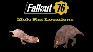 Fallout 76 Mole Rat Locations  Best Mole Rat Locations [upl. by Yrakaz]