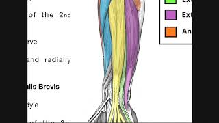 Posterior Forearm Muscles  Superficial Layer [upl. by Vernon]