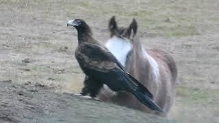 Wedge Tailed Eagle Meets Foal [upl. by Annoyi768]